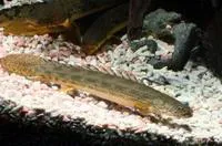Guinean bichir (Polypterus ansorgii)
