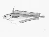 Guinean codling (Laemonema laureysi)