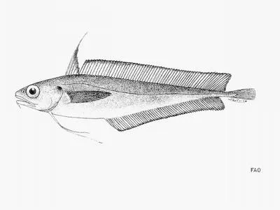 Guinean codling (Laemonema laureysi)