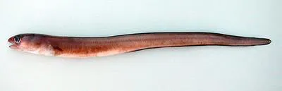 Guinean conger (Paraconger notialis)