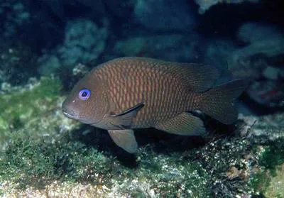 Guinean damselfish (Microspathodon frontatus)