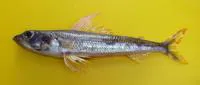 Guinean flagfin (Aulopus cadenati)