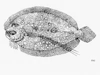Guinean flounder (Bothus guibei)