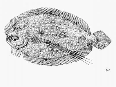 Guinean flounder (Bothus guibei)