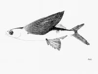 Guinean flyingfish (Cheilopogon milleri)