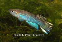 Guinean killi (Archiaphyosemion guineense)