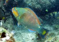 Guinean parrotfish (Scarus hoefleri)