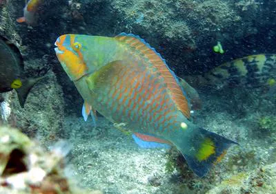 Guinean parrotfish (Scarus hoefleri)