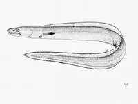 Guinean pike conger (Cynoponticus ferox)