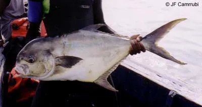 Guinean pompano (Trachinotus maxillosus)