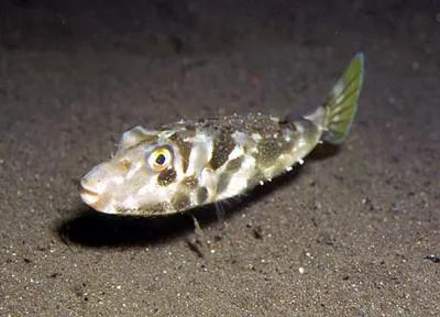 Guinean puffer (Sphoeroides marmoratus)