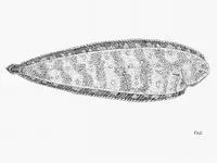 Guinean sole (Synaptura cadenati)