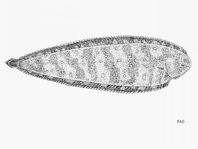 Guinean sole (Synaptura cadenati)