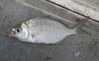 Guinean striped mojarra (Gerres nigri)
