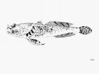 Guinean toadfish (Perulibatrachus elminensis)