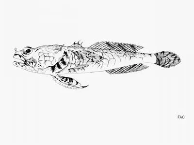 Guinean toadfish (Perulibatrachus elminensis)