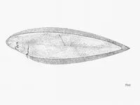 Guinean tonguesole (Cynoglossus monodi)