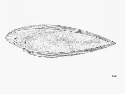 Guinean tonguesole (Cynoglossus monodi)