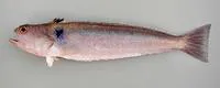 Guinean weever (Trachinus armatus)