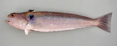Guinean weever (Trachinus armatus)