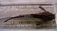 Guitarrita (Bunocephalus coracoideus)