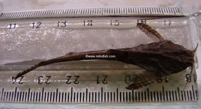 Guitarrita (Bunocephalus coracoideus)