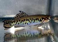 Gulare (Fundulopanchax gularis)