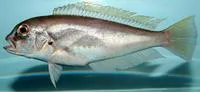 Gulf bareye tilefish (Caulolatilus intermedius)