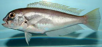 Gulf bareye tilefish (Caulolatilus intermedius)