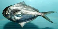 Gulf butterfish (Peprilus burti)