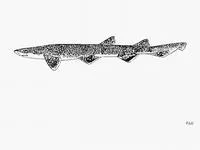 Gulf catshark (Asymbolus vincenti)