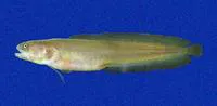 Gulf cuskeel (Ogilbia ventralis)