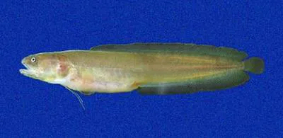 Gulf cuskeel (Ogilbia ventralis)