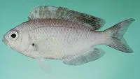 Gulf damselfish (Pristotis obtusirostris)