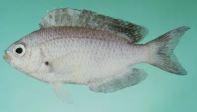 Gulf damselfish (Pristotis obtusirostris)