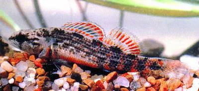 Gulf darter (Etheostoma swaini)