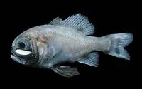Gulf flashlightfish (Phthanophaneron harveyi)