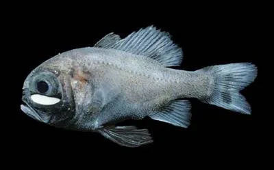 Gulf flashlightfish (Phthanophaneron harveyi)