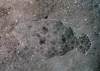 Gulf flounder (Paralichthys albigutta)