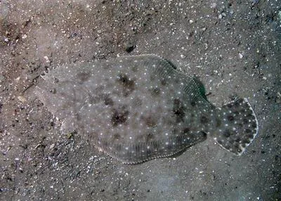 Gulf flounder (Paralichthys albigutta)