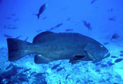 Gulf grouper (Mycteroperca jordani)