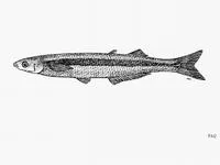 Gulf grunion (Leuresthes sardina)