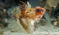 Gulf gurnard perch (Neosebastes bougainvillii)
