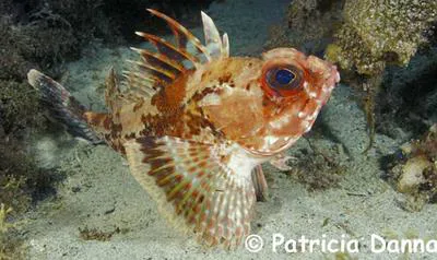 Gulf gurnard perch (Neosebastes bougainvillii)