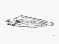 Gulf hake (Urophycis cirrata)