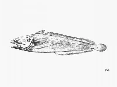 Gulf hake (Urophycis cirrata)