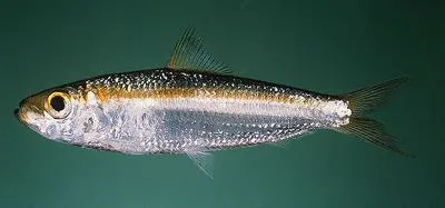 Gulf herring (Herklotsichthys lossei)