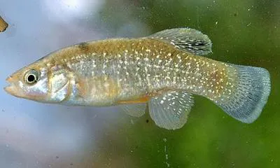 Gulf killifish (Fundulus grandis)