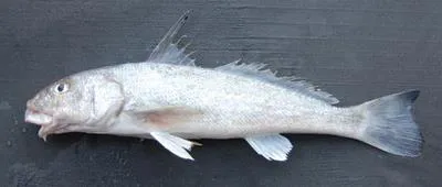 Gulf kingcroaker (Menticirrhus littoralis)
