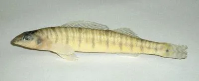 Gulf logperch (Percina suttkusi)